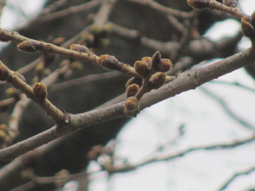 【2025年 なかいたさくら便り】3月8日の桜