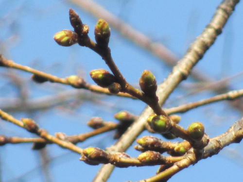 【2025年 なかいたさくら便り】3月9日の桜