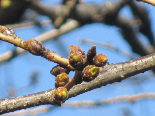 【2025年 なかいたさくら便り】3月10日の桜