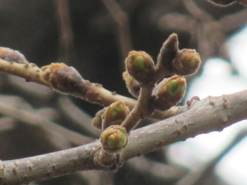 【2025年 なかいたさくら便り】3月11日の桜