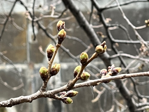 【2025年 なかいたさくら便り】3月12日の桜