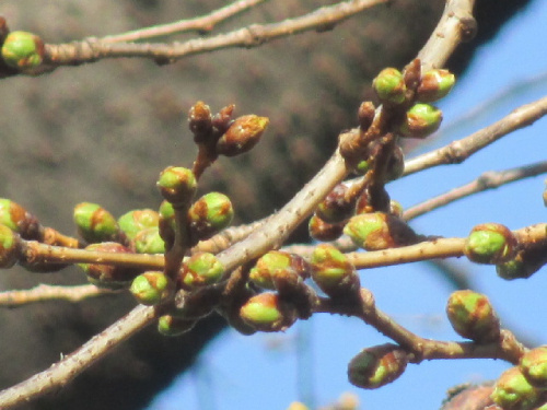 【2025年 なかいたさくら便り】3月13日の桜